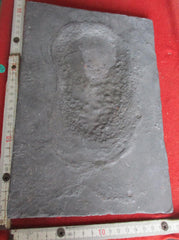 Adolf Hitler Wand Relief aus Eisen Dekoration Maße ca 280x190 mm zum aufhängen