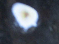 "Volksgenossen braucht Ihr Rat und Hilfe so wendet Euch an die NXDAP" weitere Felder zum Eintragen von Öffnungszeiten ORIGINAL !!!